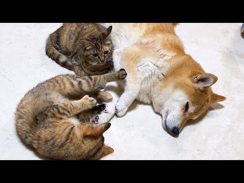 柴犬のそばは特別な場所。一緒に寝たくて譲り合いをする優しい猫たち(YouTube)