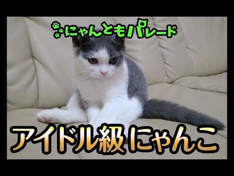【猫動画】アイドル級にゃんこ〜#猫動画#猫#322(YouTube)
