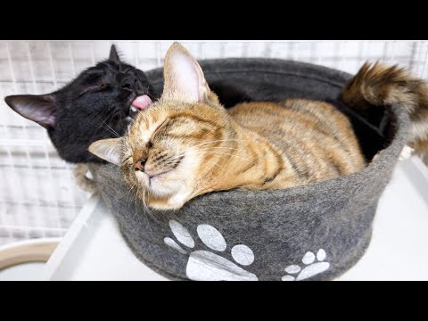 5ヶ月前に家族になった姉妹猫に先輩猫たちは愛情いっぱい注いでくれます(YouTube)