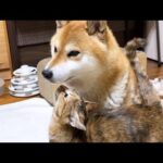 順番に柴犬ママに挨拶しに来る猫たちが可愛すぎます(YouTube)