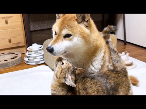 順番に柴犬ママに挨拶しに来る猫たちが可愛すぎます(YouTube)