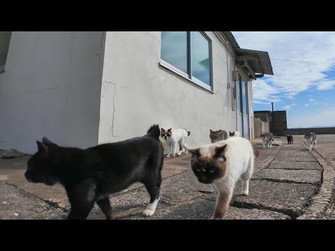 昨日猫島では島の大通りを沢山の猫で練歩く「猫のパレード」が行われました(YouTube)