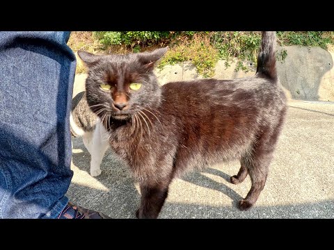可愛い黒猫ちゃんにフラれて、しょんぼりするキジシロ猫(YouTube)