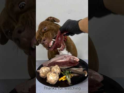 今日も元気に手作りごはんを食べるピットブル #咀嚼音 #ピットブル(YouTube)