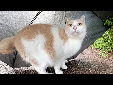 猫に傘を貸してあげたけど、すぐに雨が止んで元気に遊び出した(YouTube)