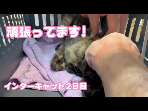 頑張ってます!  インターキャット2日目　2024 02 14 2(YouTube)