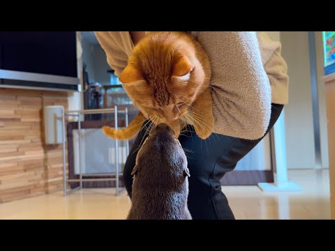 遠くから声をかけられ過剰に反応するカワウソが面白い An otter reacting excessively when approached from afar is amusing.(YouTube)