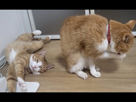 【猫動画】色々気になる状態です；〜#猫動画#猫#319(YouTube)