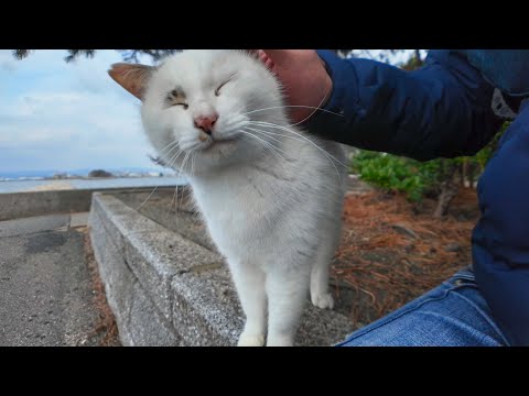 海辺の道を歩くとよく喋る猫に呼び止められた(YouTube)