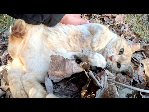 山のパトールから帰還したクリーム猫がお腹を見せて甘えてきた(YouTube)