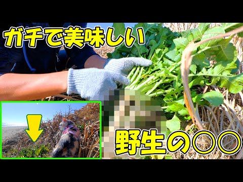 【ガチ】現在パパは4匹の猫を養うため草を食べて生きています。【#ハマダイコン #野良大根】(YouTube)