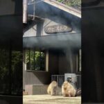 これは多分写真です。This is probably not a video.(YouTube)
