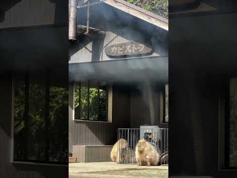 これは多分写真です。This is probably not a video.(YouTube)