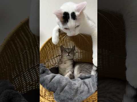 姉猫が好きすぎる弟猫の行動が面白いw #shorts(YouTube)