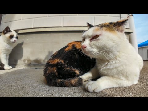 遊び過ぎてひと休みの三毛猫ママ親子、ママはそろそろ親離れしてほしいって感じかな?(YouTube)