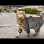 猫島の帰り、フェリー乗り場に行くと猫が見送りにきてくれた(YouTube)