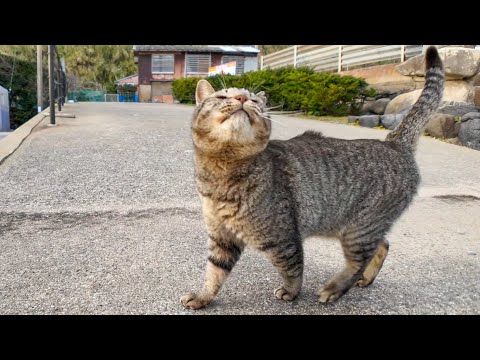 猫島の帰り、フェリー乗り場に行くと猫が見送りにきてくれた(YouTube)