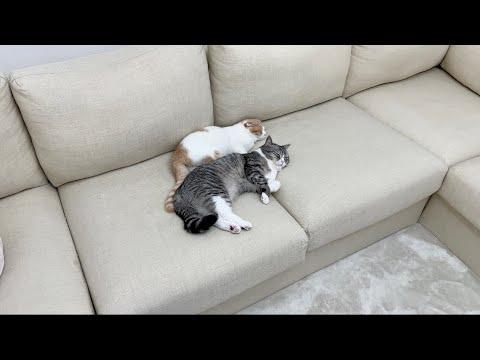 帰ってきたのに爆睡してる猫たちに「ただいま」と声をかけてみた反応がかわいすぎたw(YouTube)