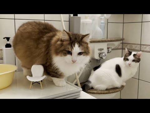 お父さんの安否をみんなで確認するためにやって来る猫たち(YouTube)