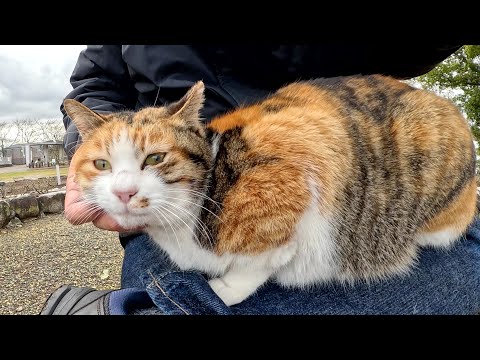枯れたバラの花壇に行くと、三毛猫が「ひざにのせてくれ」と要求してきた(YouTube)