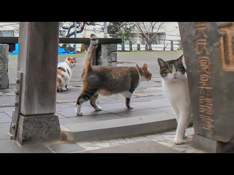 神社で行われる朝の猫集会に行ってきた(YouTube)