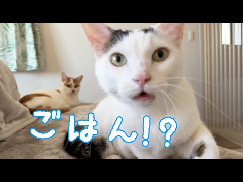 ママの「ごはん」に秒で反応する猫たち(YouTube)