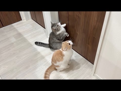 隣の部屋でむぎが鳴き始めたら猫たちが大慌てでこうなっちゃいました…(YouTube)