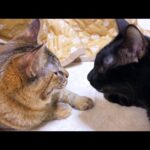 術後でエリカラ卒業の子ども猫に優しく毛づくろいする黒猫かと思いきや…(YouTube)