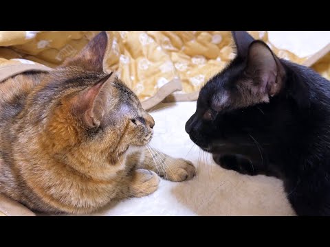 術後でエリカラ卒業の子ども猫に優しく毛づくろいする黒猫かと思いきや…(YouTube)