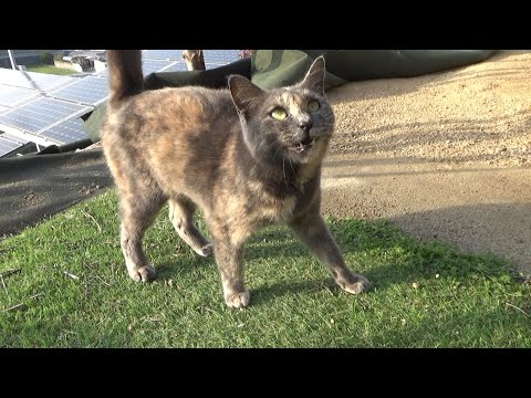 苦手な猫を見た瞬間、慌てて逃げて来る猫(YouTube)