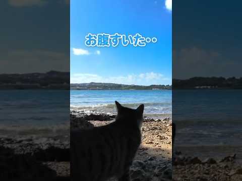 猫の大冒険！(YouTube)