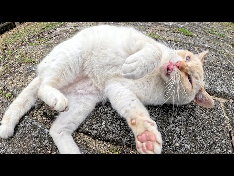 ハチワレ猫をモフると、嫉妬深い白猫が地面で転げ回って抗議してきた(YouTube)