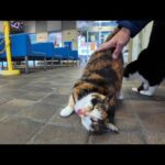 フェリー乗り場の待合室に座っていたら猫がやってきた(YouTube)