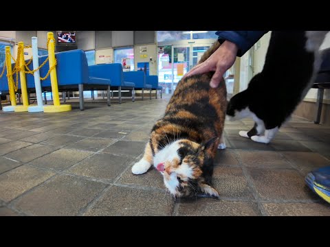 フェリー乗り場の待合室に座っていたら猫がやってきた(YouTube)
