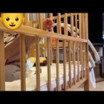カワウソさくら(YouTube)