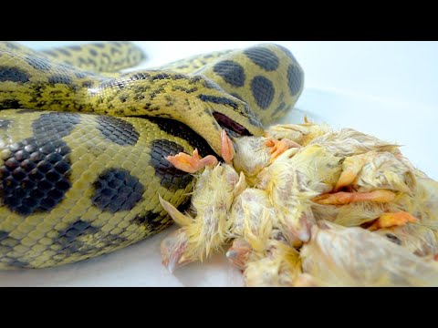 【ヒヨコ20羽】超大食いアナコンダの胃袋を試す(YouTube)