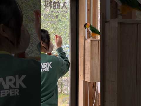 飼育員とぴょこぴょこ　Let’s dance #animals #動物(YouTube)