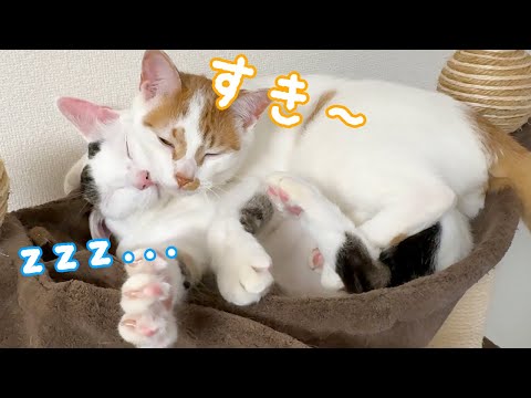 狭い場所でぎゅうぎゅうに引っ付く仲良しチロトロ(YouTube)
