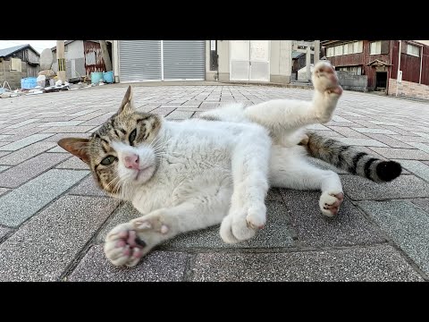 コテンと寝転がって「モフって！」と甘えてくるキジシロ猫(YouTube)