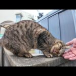 猫島で路地裏を歩くとモフられに来る猫がいて楽しい(YouTube)