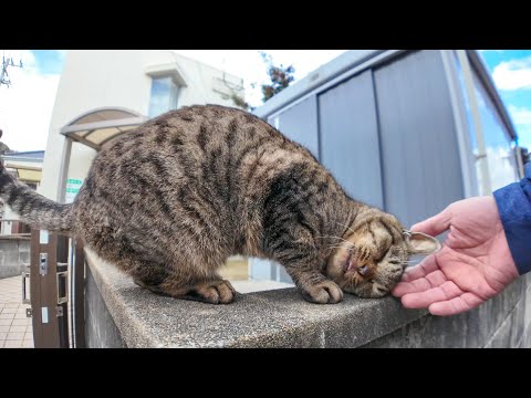 猫島で路地裏を歩くとモフられに来る猫がいて楽しい(YouTube)