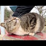 貫禄があるキジシロ猫が後輩猫達のご飯タイムを優しく見守る(YouTube)