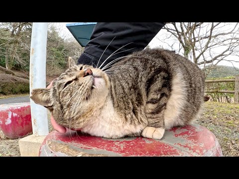 貫禄があるキジシロ猫が後輩猫達のご飯タイムを優しく見守る(YouTube)