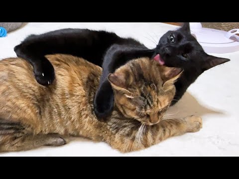 子ども猫のことが好きすぎるあまりに黒猫の勢いがすごい(YouTube)