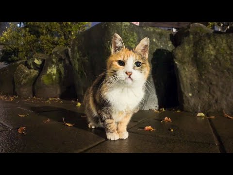 【今週の感動猫動画】今週撮った短い未公開動画まとめて公開-unreleased video of this week-2024/2/4w(YouTube)