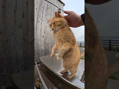 茶トラ猫が立ち上がってナデナデを要求してくる #cat #野良猫 #ねこ(YouTube)