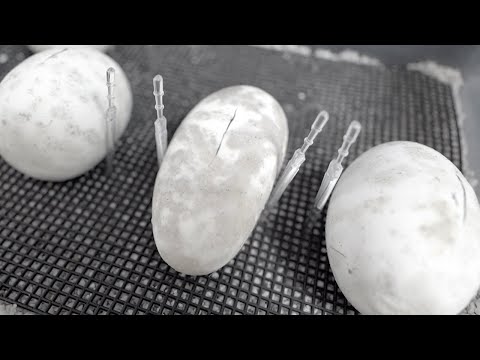 【全滅】産まれた蛇の卵がどんどん腐っていってます(YouTube)