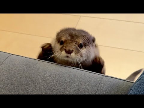 新調したソファでノリノリだったカワウソに最後悲劇が襲う The otter was relaxing on his new couch when tragedy finally struck.(YouTube)