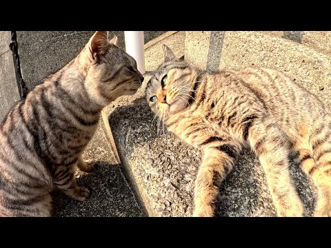急な坂道を登っていると、人懐っこい猫ちゃん達に遭遇した(YouTube)
