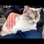 遠慮がちなシャム猫を強制的にひざにのせたらリラックスしてくれた(YouTube)